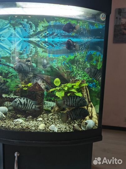 Аквариум с рыбками