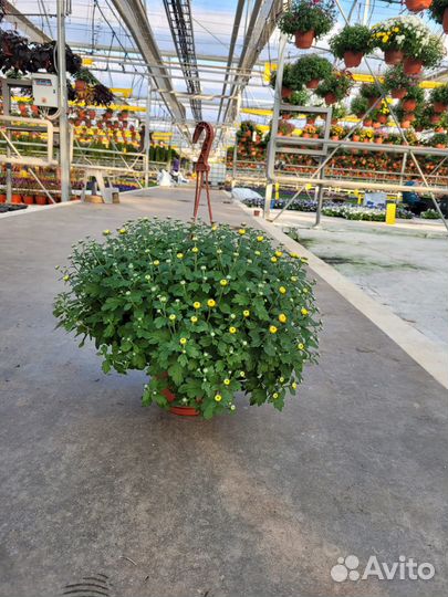 Хризантема кашпо