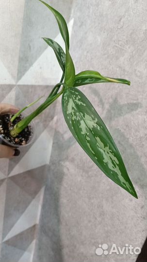 Кротон сингониум филодендрон аглаонема