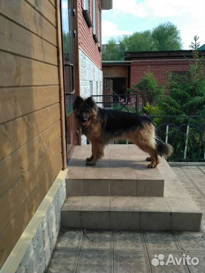 Немецкая овчарка вязка