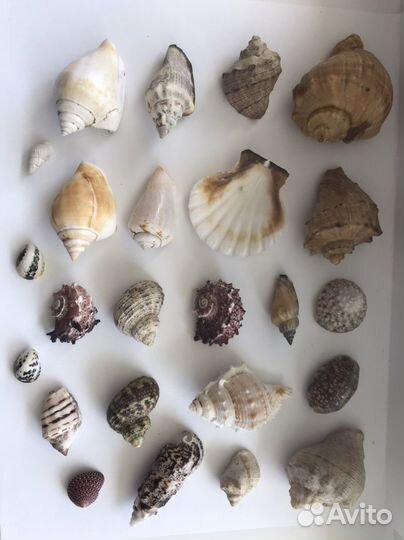 Ракушки морские