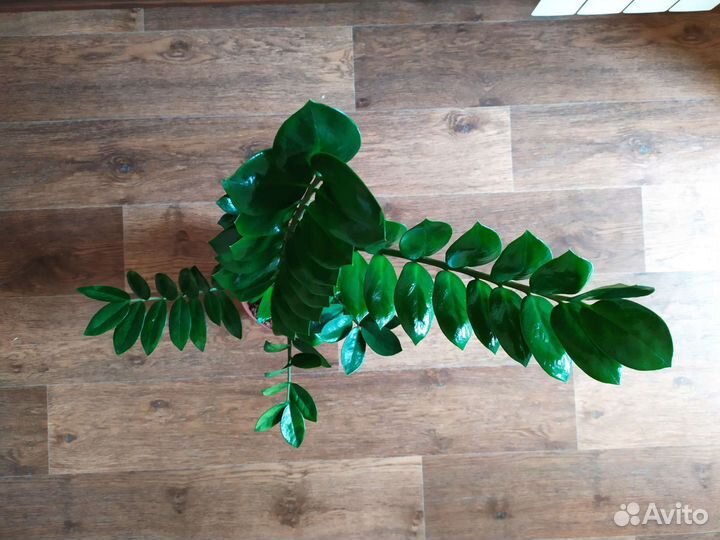 Замиокулькас