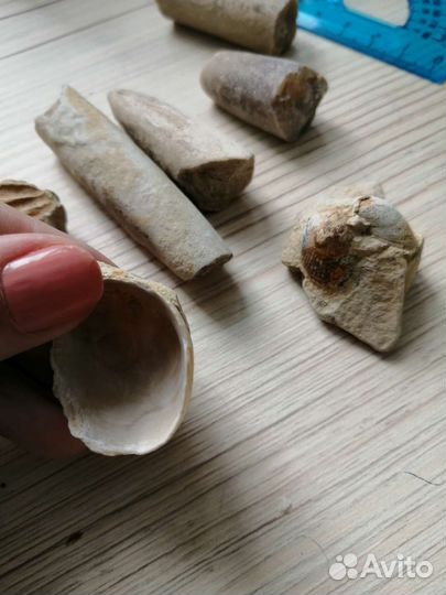 Белемнит чёртов палец ракушка панцирь