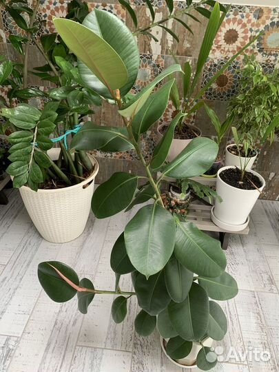 Комнатные цветы оксалис