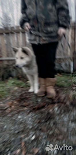 Кинолог для изучения команд