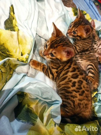 Бенгальские котята