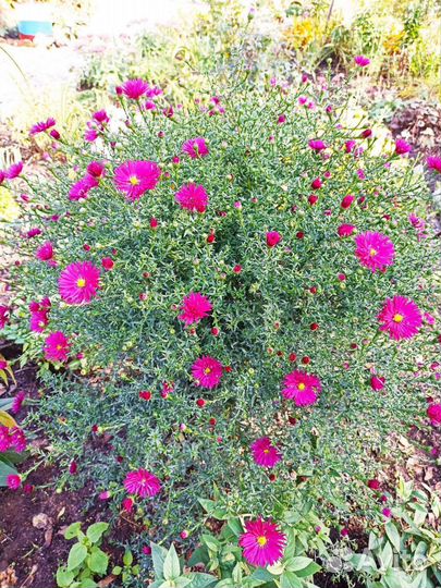 Цветы для сада