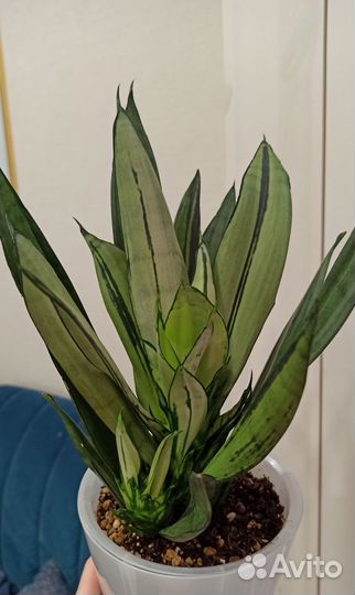 Сансевиерия муншайн бразилиан