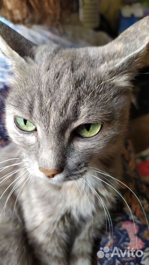 Обаятельная кошка в заботливые руки