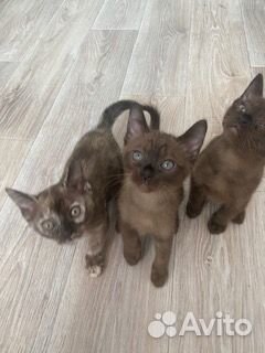 Шикарные Бурманские котятки объявление продам