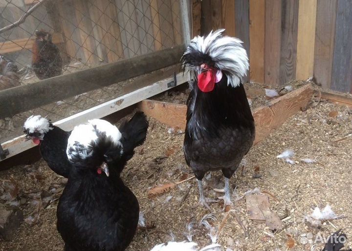 Цыплята утята индюшата