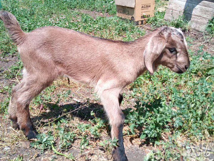 Козлята, телки