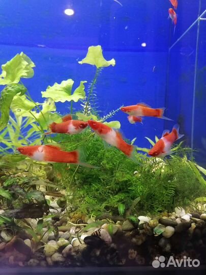 Велифера снежинка Меченосцы Кои кохаку