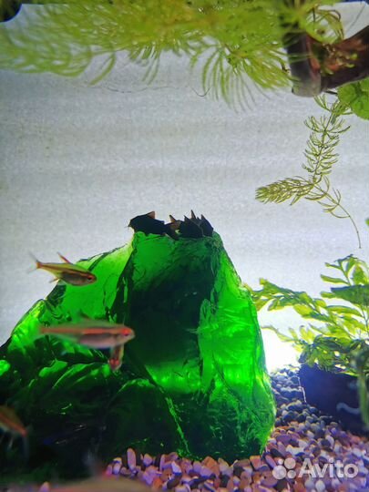 Грунт галька компрессор декор стекло