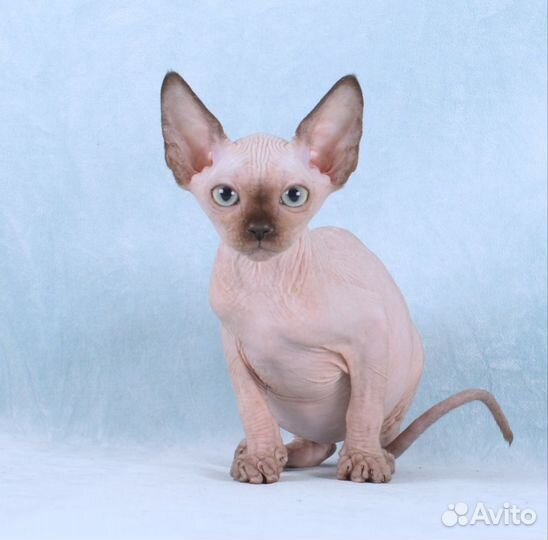 Сфинкс котенок девочка