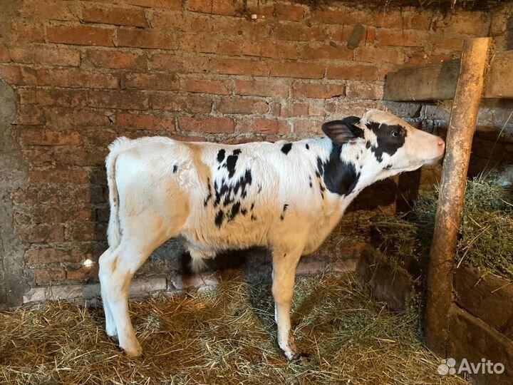 Бычки и телята