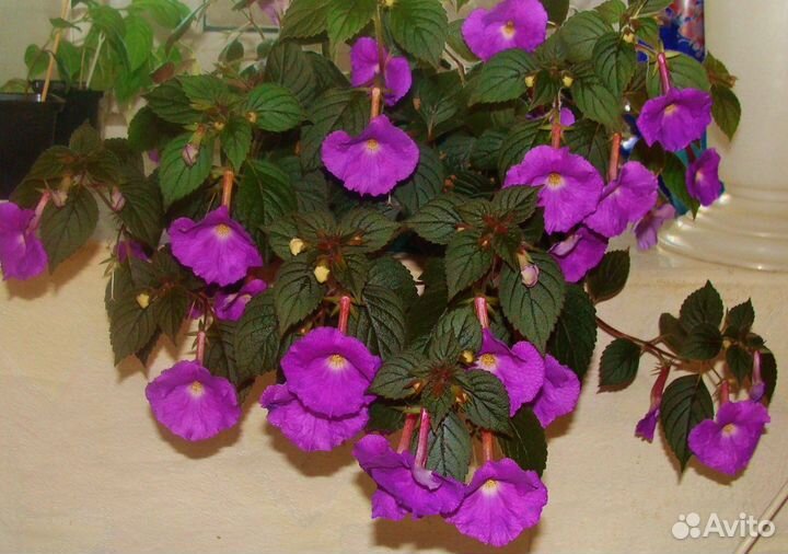 Комнатные цветы