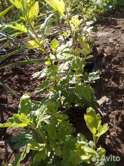 Дубочки, лещина, размарин, канны