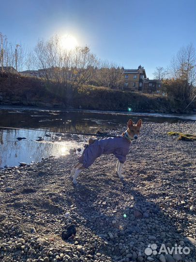 Костюм для собаки