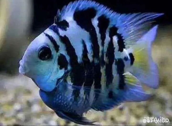 Аквариумные рыбки попугай