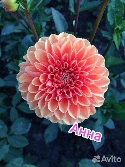 Георгины клубни, хризантемы, мультифлора