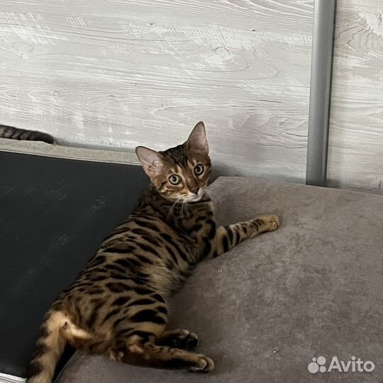 Котята бенгалы