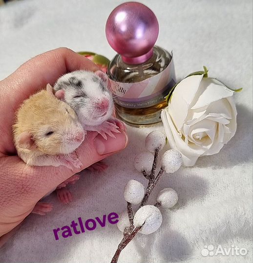 Крысята девочки питомник