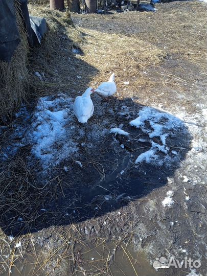 Индоутки белый великан