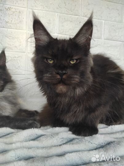 Черные дымные котики