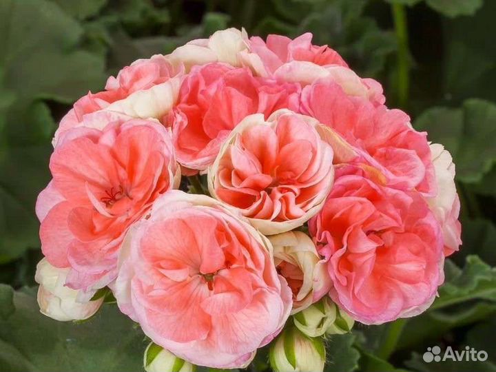 Пеларгонии сортовые 3