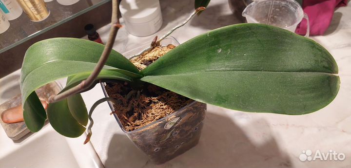 Орхидея фаленопсис