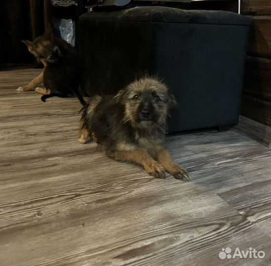 Щенки бесплатно