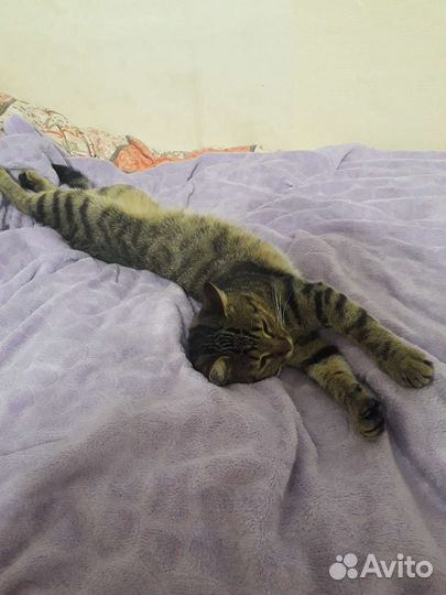 Молодой котик