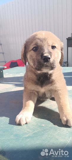 Метис Голден Ретривера и Кане Корсо