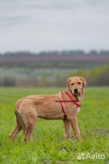 Собачка Молли