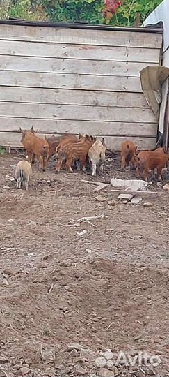 Венгерская мангалица