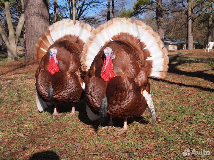 Упаковщики индейки Вахта Жилье+Питание 3250 смена