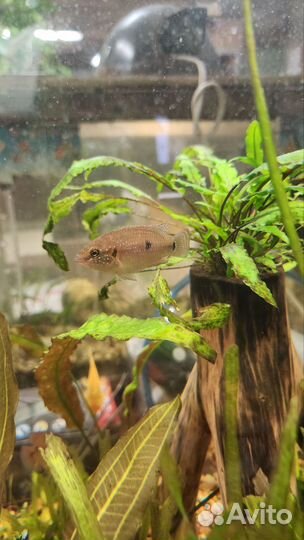 Рыбки аквариумные Цихлида Хромис - красавец