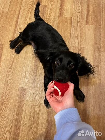 Самец вязка