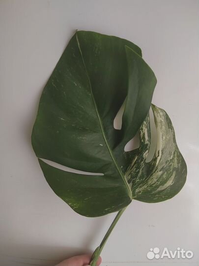 Монстера вариегатная