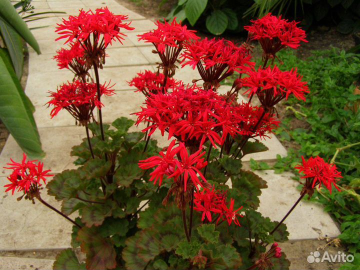 Герань сортовая