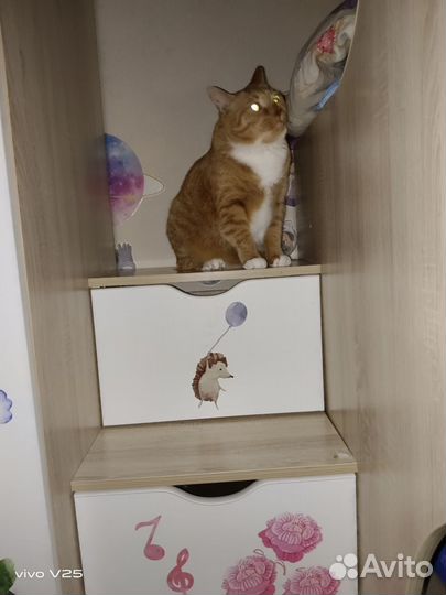 Отдам кота в добрые руки