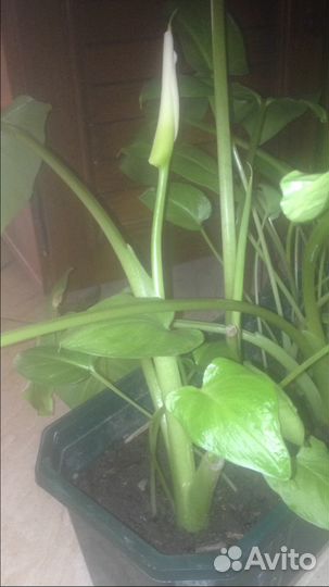 Продам каллы белые