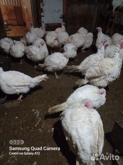 Индюки на мясо