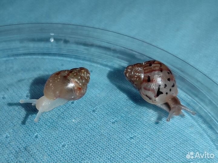 Улитки ахатины