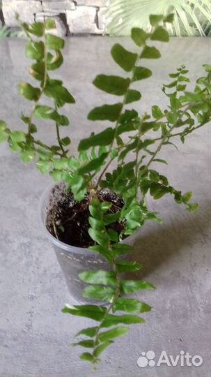 Комнатные растения