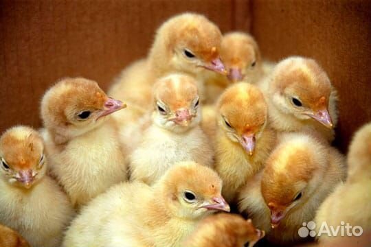 Индюшата, утята