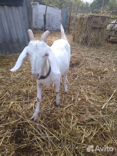 Коза котная, козел,козочка