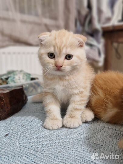 Шотландские вислоухие котята. Видео