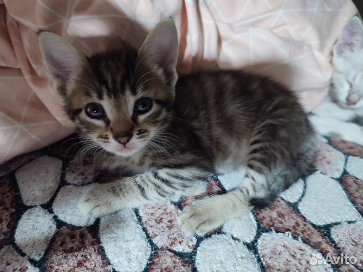 Кошка в хорошие руки